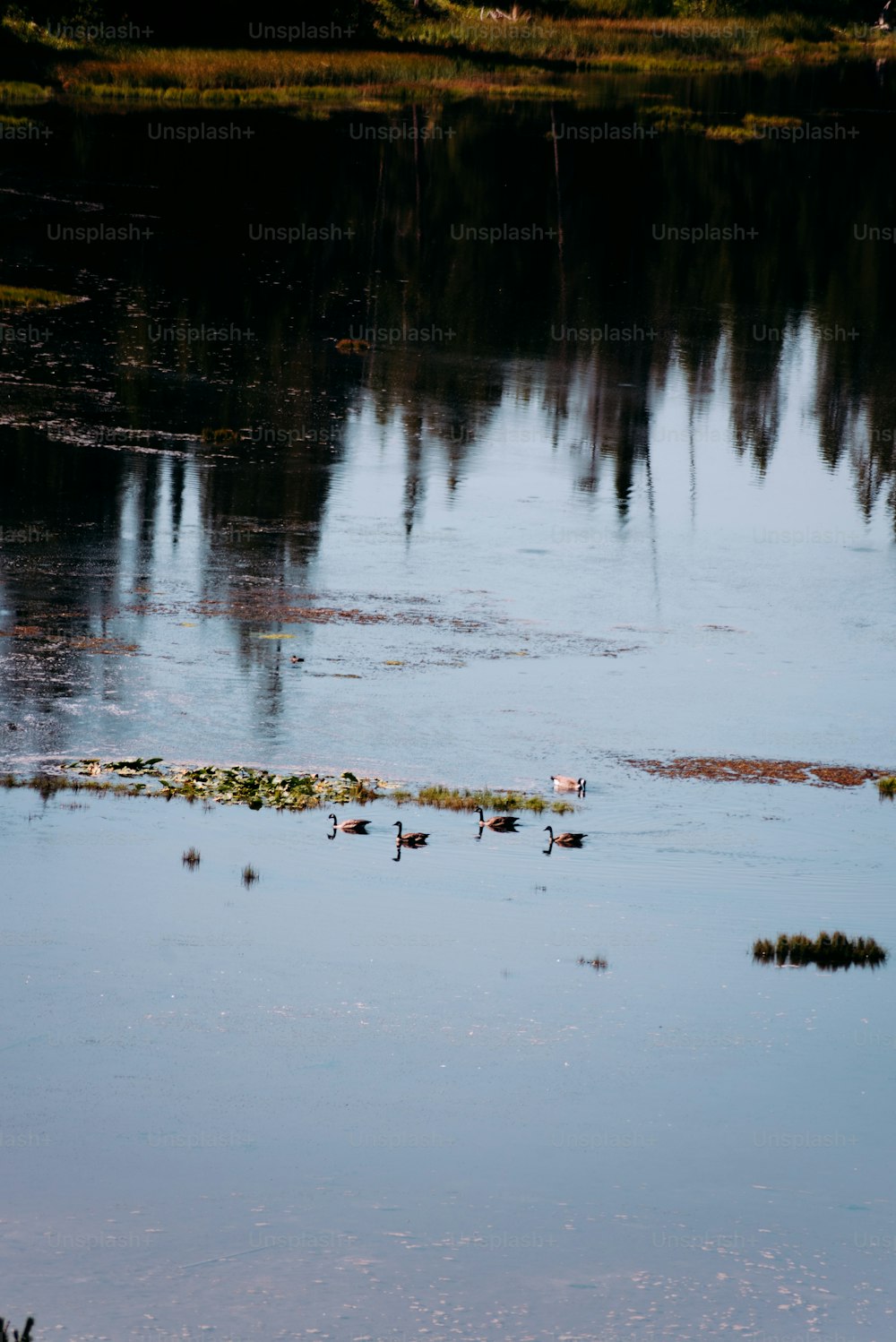 um grupo de patos flutuando no topo de um lago