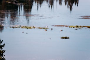 Un gruppo di anatre che galleggiano sulla cima di un lago