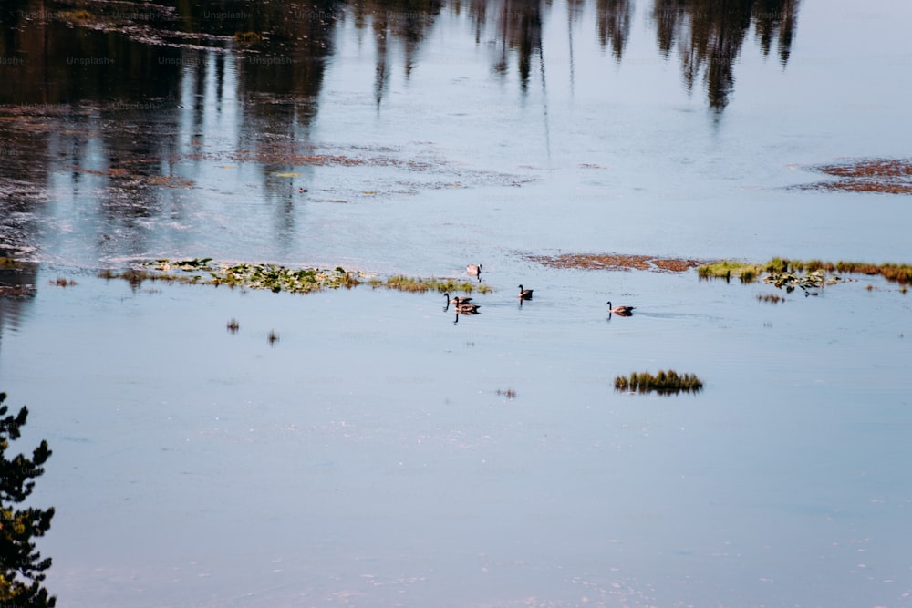 a group of ducks floating on top of a lake