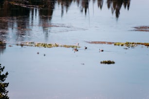 a group of ducks floating on top of a lake