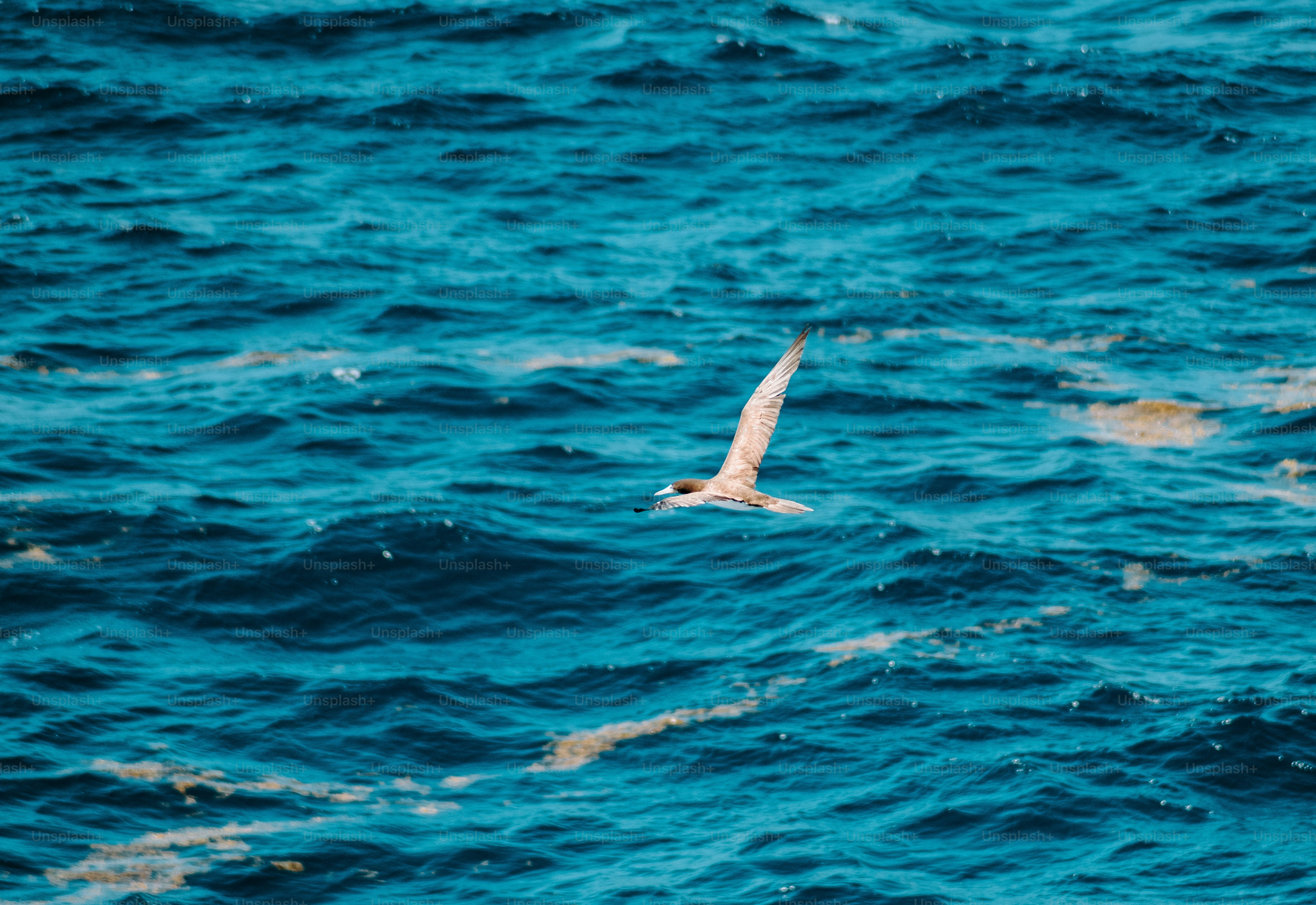 bird in flight