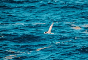 un oiseau survolant un plan d’eau