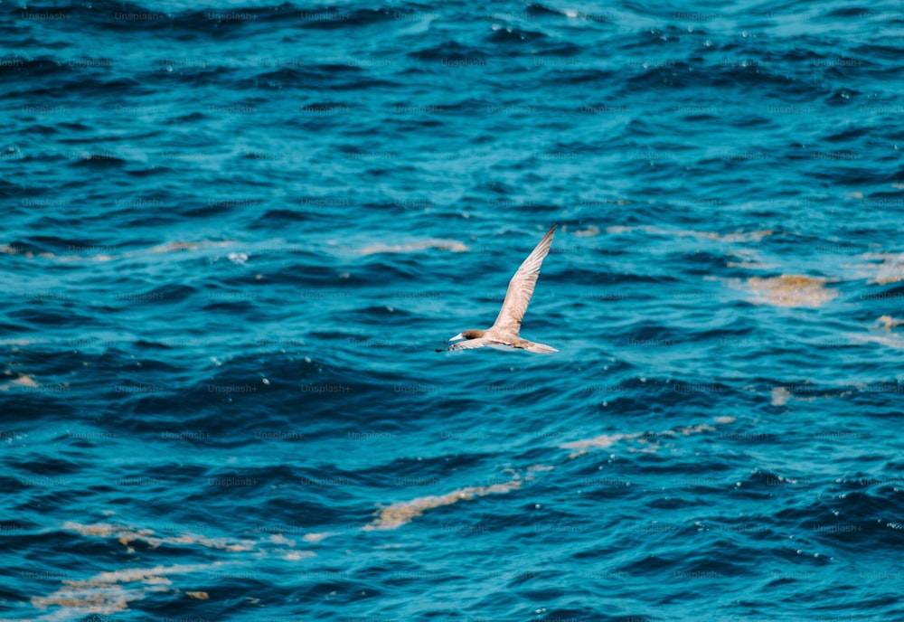 a bird flying over a body of water