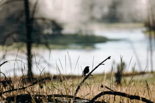 野原の枝に座っている鳥