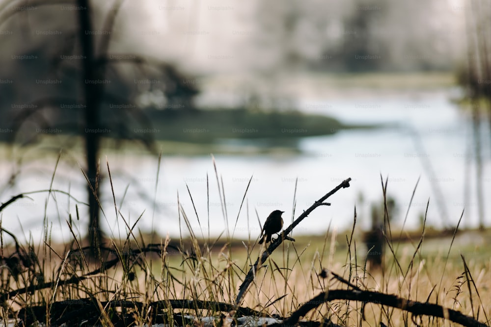 a bird sitting on a branch in a field