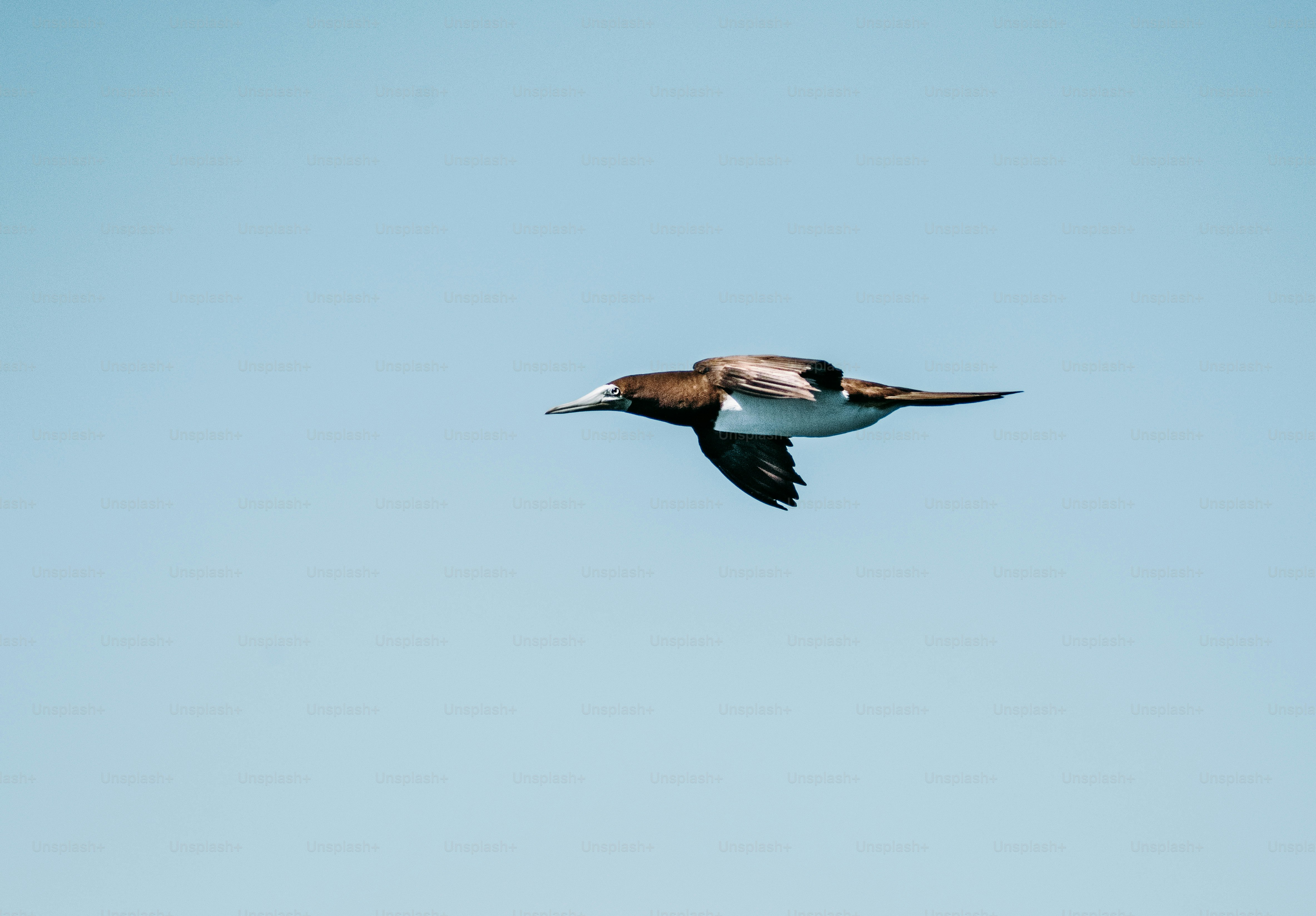 Un gran pájaro volando a través de un cielo azul