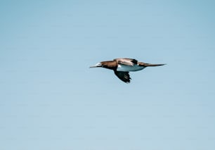 a large bird flying through a blue sky