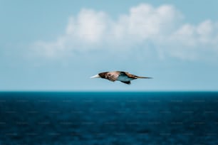 Ein Vogel fliegt über ein Gewässer