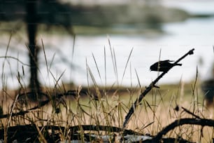 a bird sitting on a branch in a field