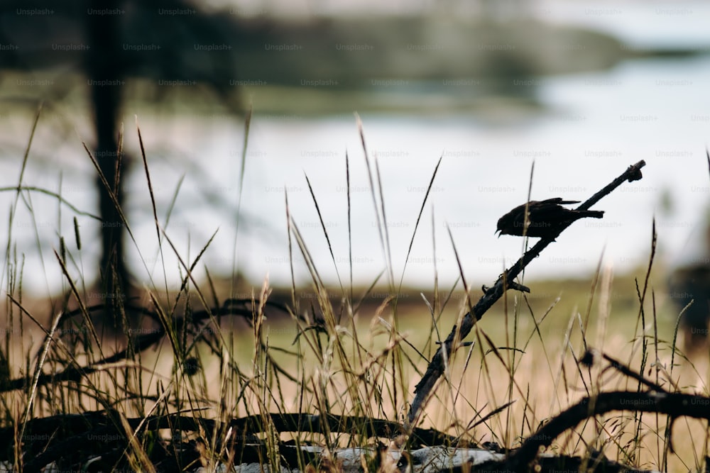 Ein Vogel, der auf einem Ast auf einem Feld sitzt