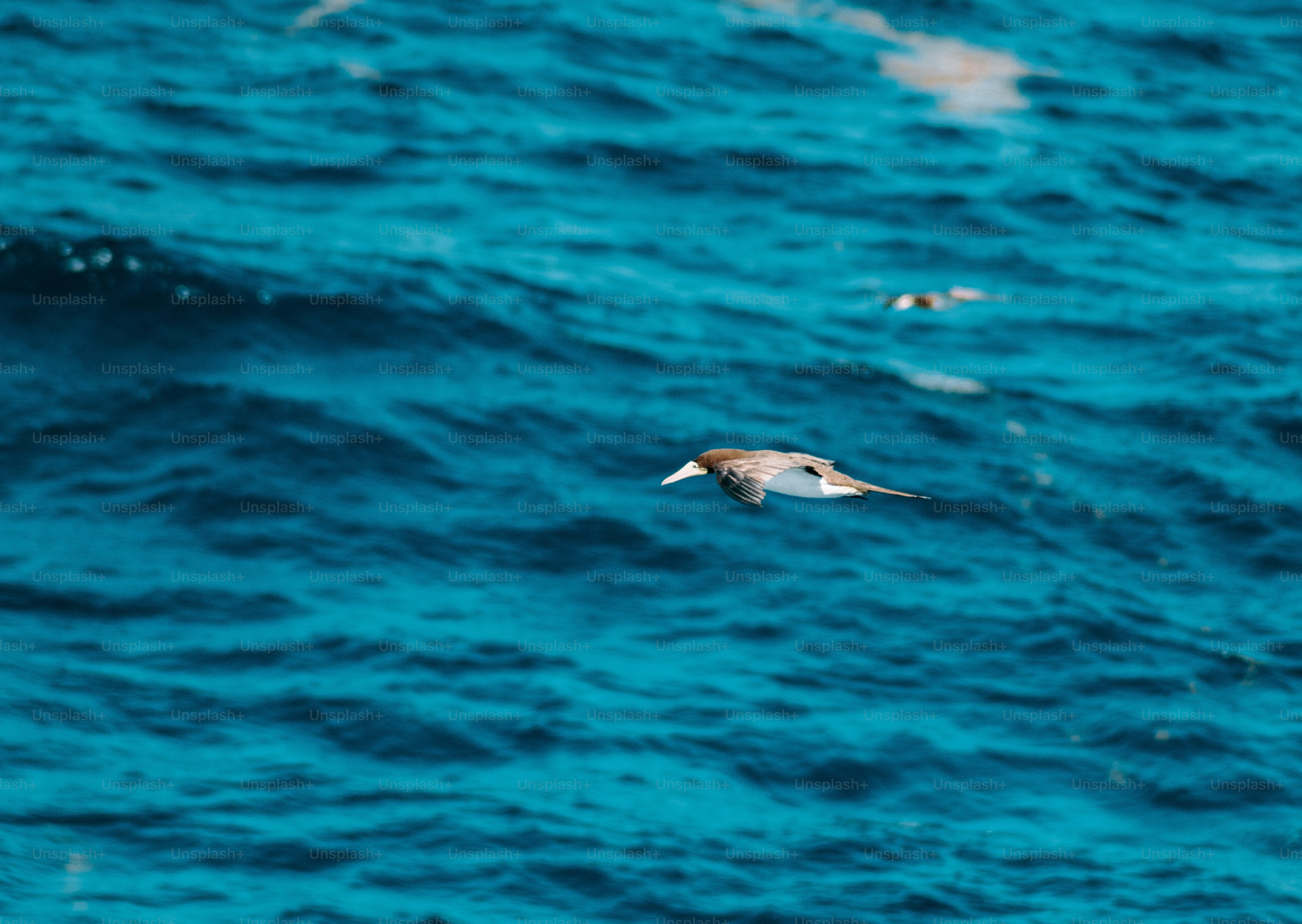 a bird flying over a body of water