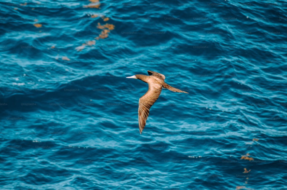 a bird flying over a body of water