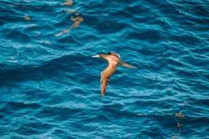 Ein Vogel fliegt über ein Gewässer