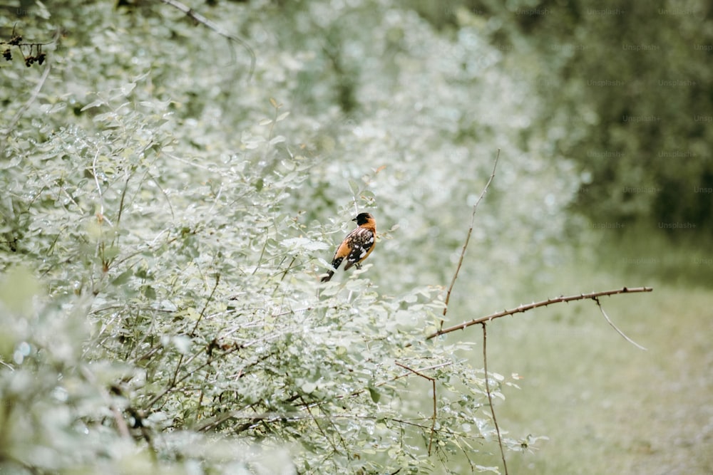 a bird sitting on a branch in a tree