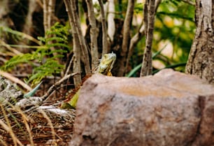 Un lézard est assis sur un rocher dans les bois