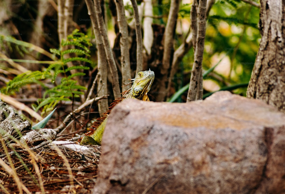 a lizard is sitting on a rock in the woods