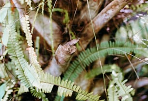 a lizard sitting on top of a tree branch