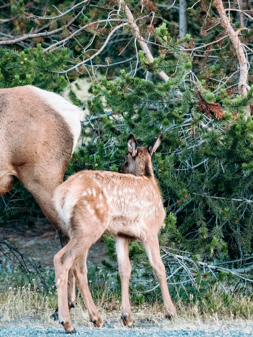 a deer and a baby deer standing next to each other