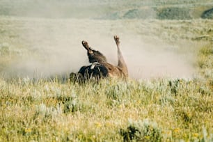 a horse rolling around in a field of grass