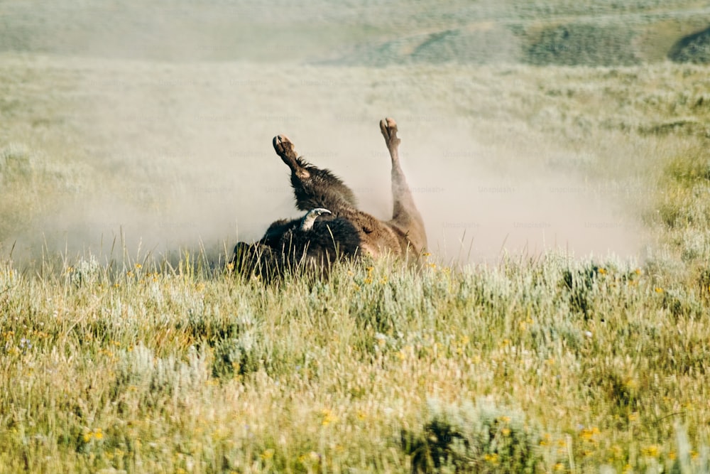 a horse rolling around in a field of grass