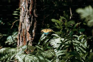 a yellow and blue butterfly sitting on top of a tree