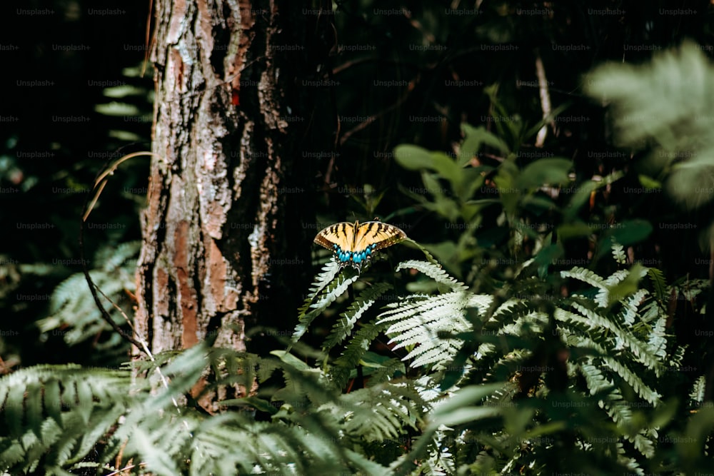 a yellow and blue butterfly sitting on top of a tree