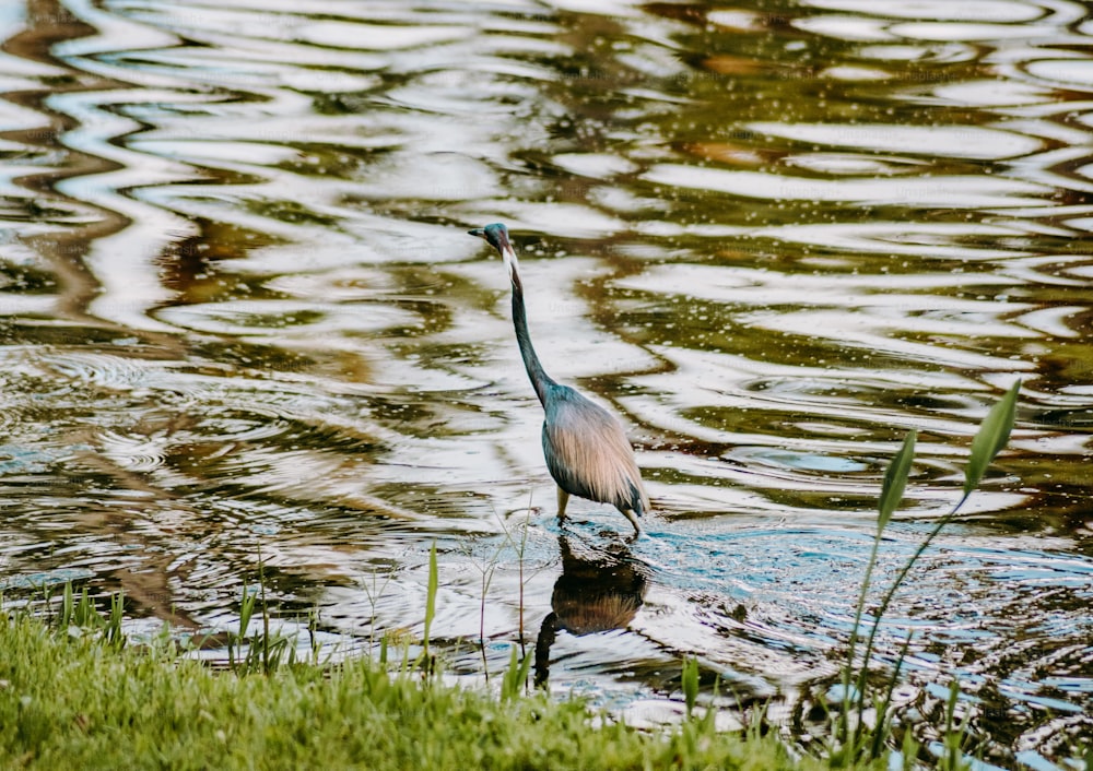 um pássaro em pé em um corpo de água