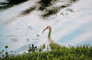 Un grande uccello bianco in piedi sulla cima di un campo verde lussureggiante