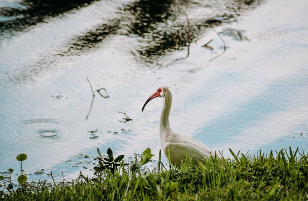 a large white bird standing on top of a lush green field