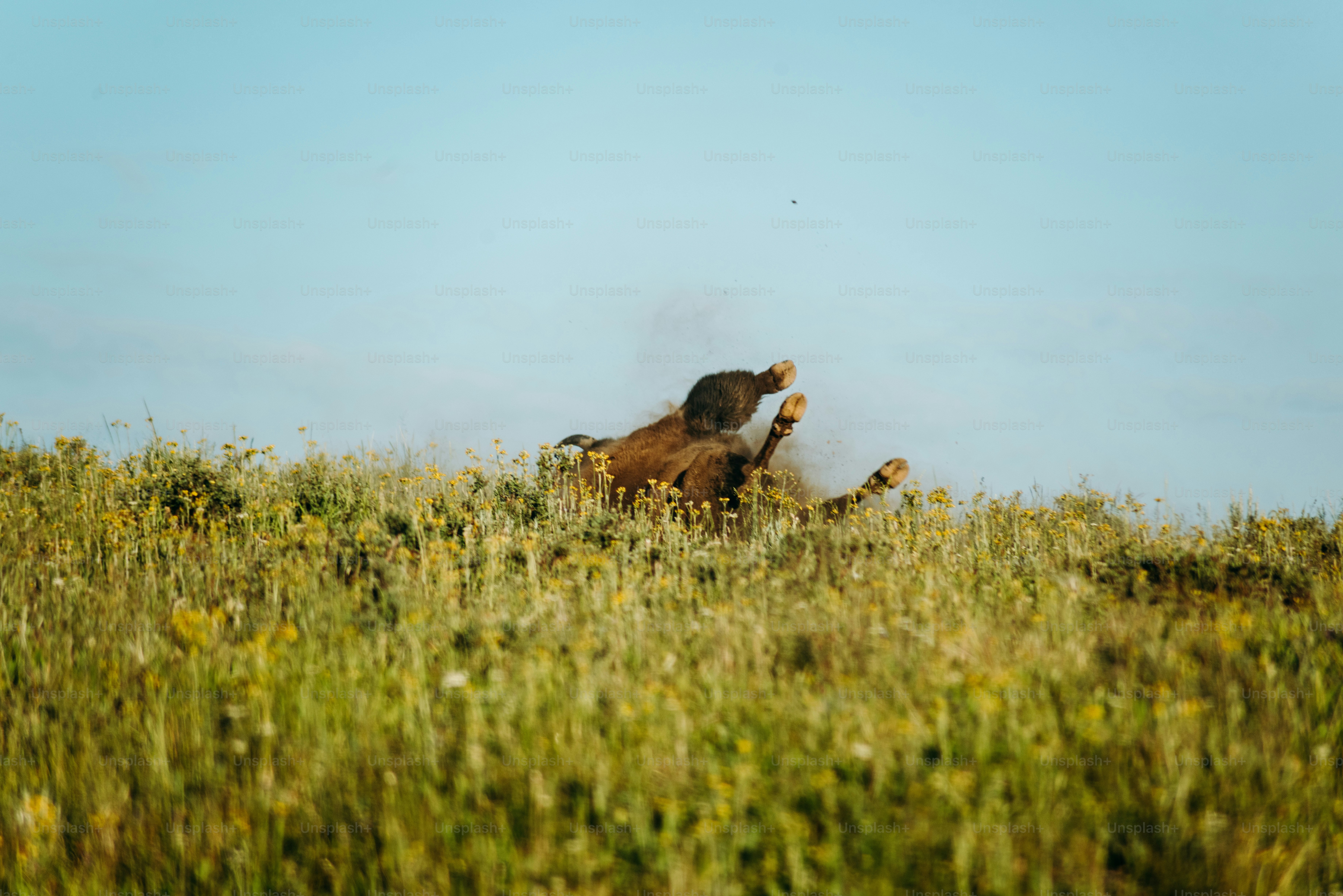a horse rolling around in a grassy field