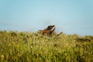 Un caballo rodando en un campo cubierto de hierba