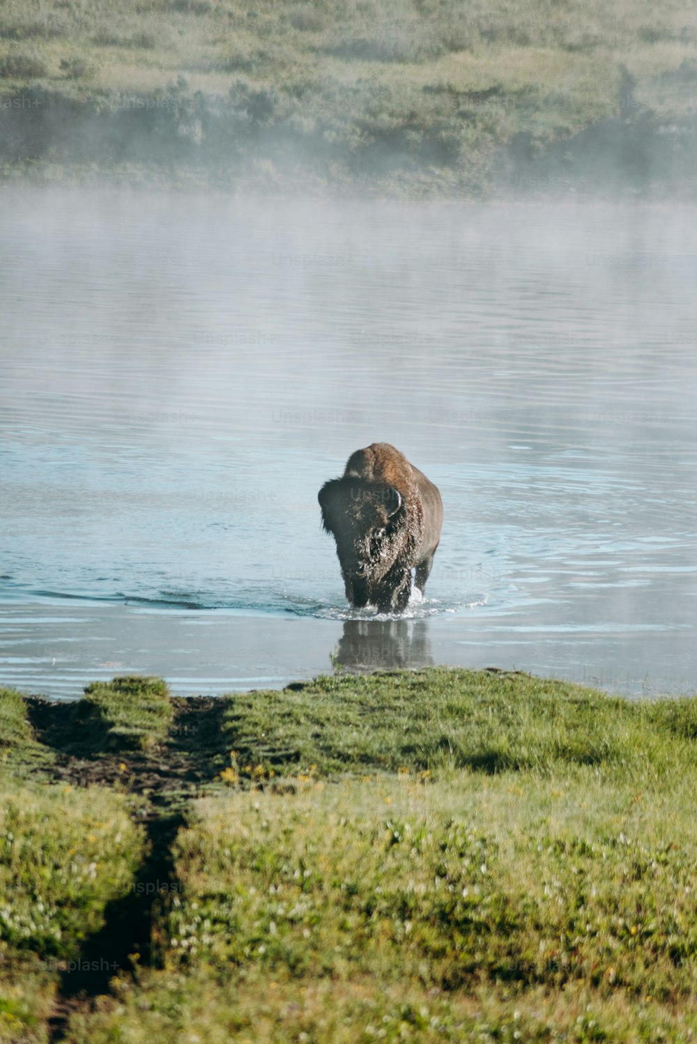 a large brown bear walking across a body of water
