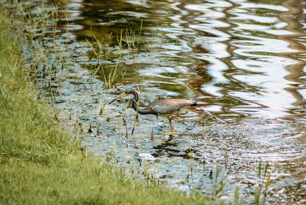 un oiseau au long bec debout dans l’eau