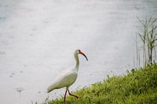 a white bird with a long beak standing on the edge of a body of water