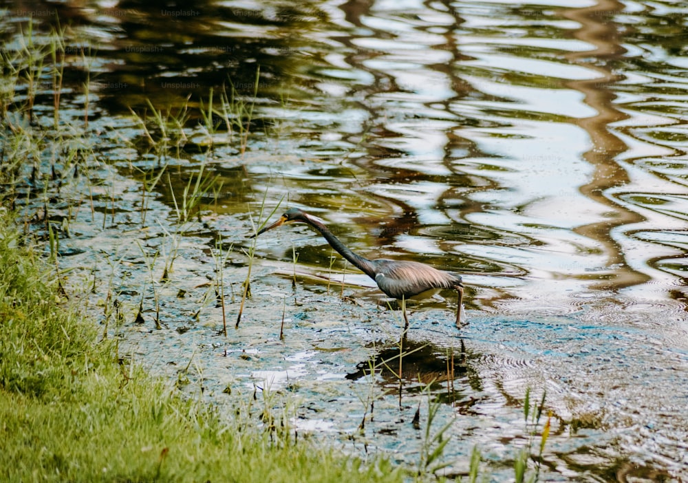 ein Vogel, der in einem Gewässer steht