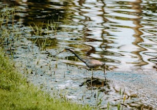 un uccello in piedi in uno specchio d'acqua