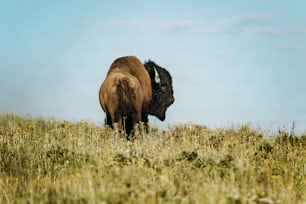a bison standing in a grassy field with a blue sky in the background