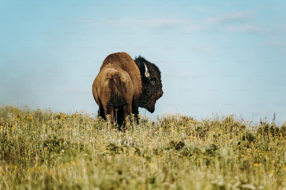 a bison standing in a grassy field with a blue sky in the background