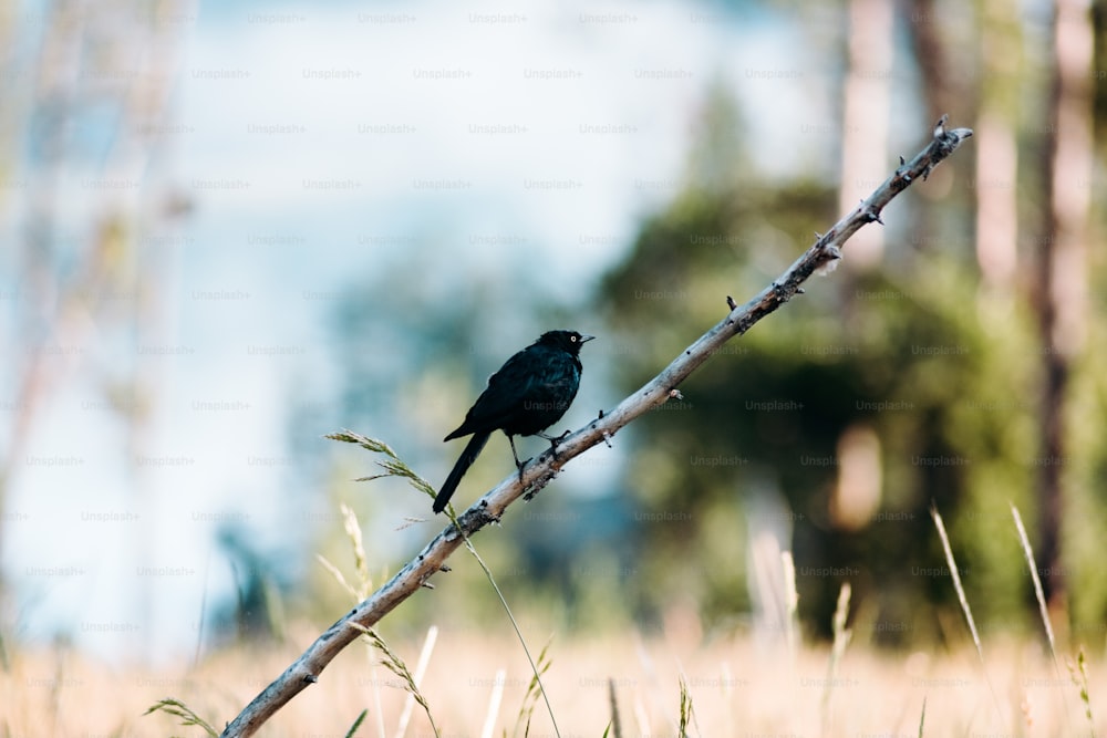 a black bird sitting on a branch in a field