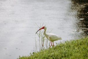 Un uccello bianco con un lungo becco in piedi nell'erba vicino a uno specchio d'acqua