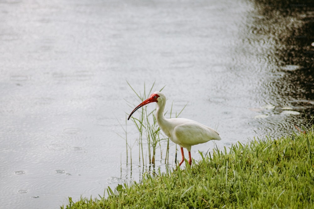 a white bird with a long beak standing in the grass near a body of water