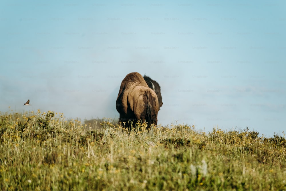 Un bisonte parado en un campo cubierto de hierba con un pájaro volando en el fondo