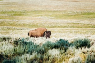 Un bisonte è in piedi in un campo d'erba