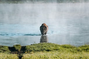 um grande urso marrom caminhando através de um corpo de água