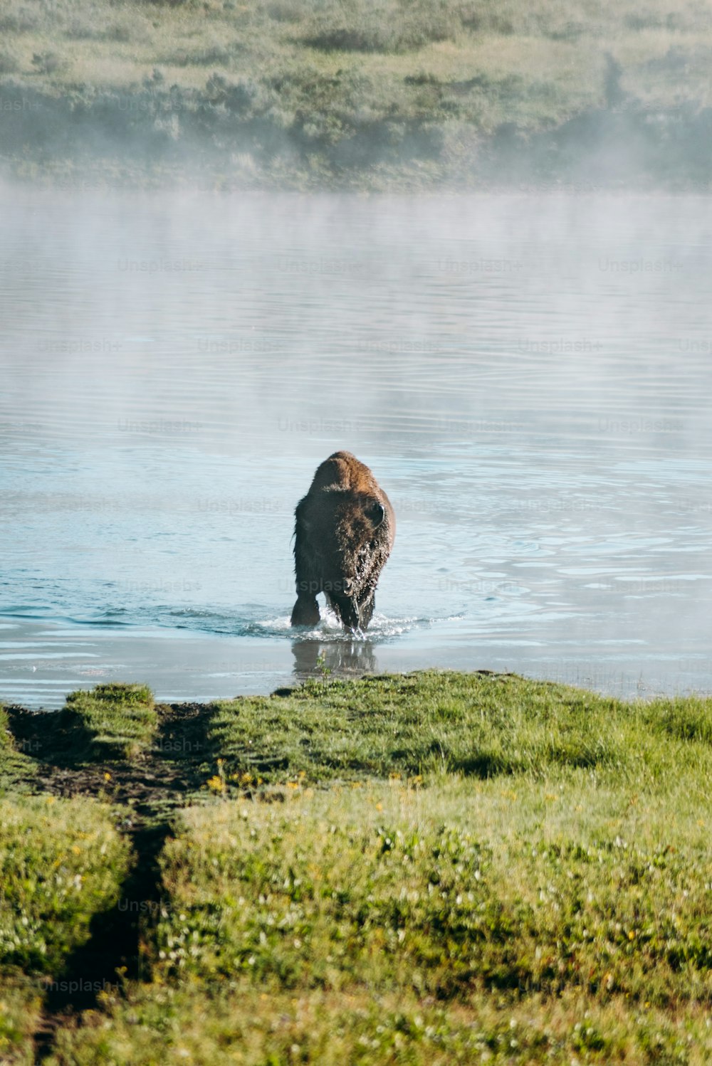 a bison is wading in a body of water