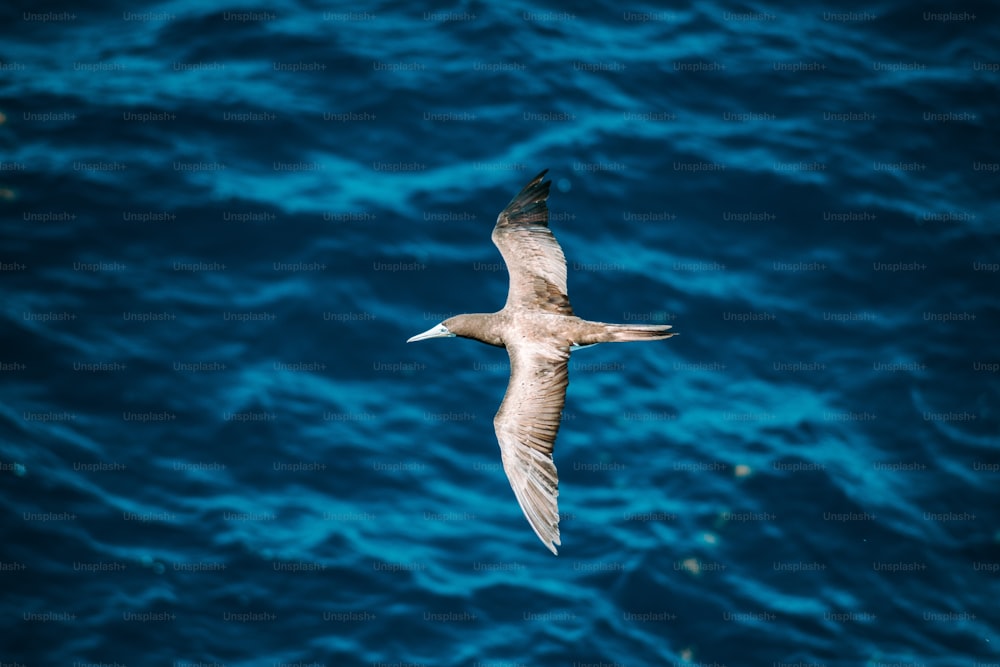 Ein Vogel fliegt über ein Gewässer