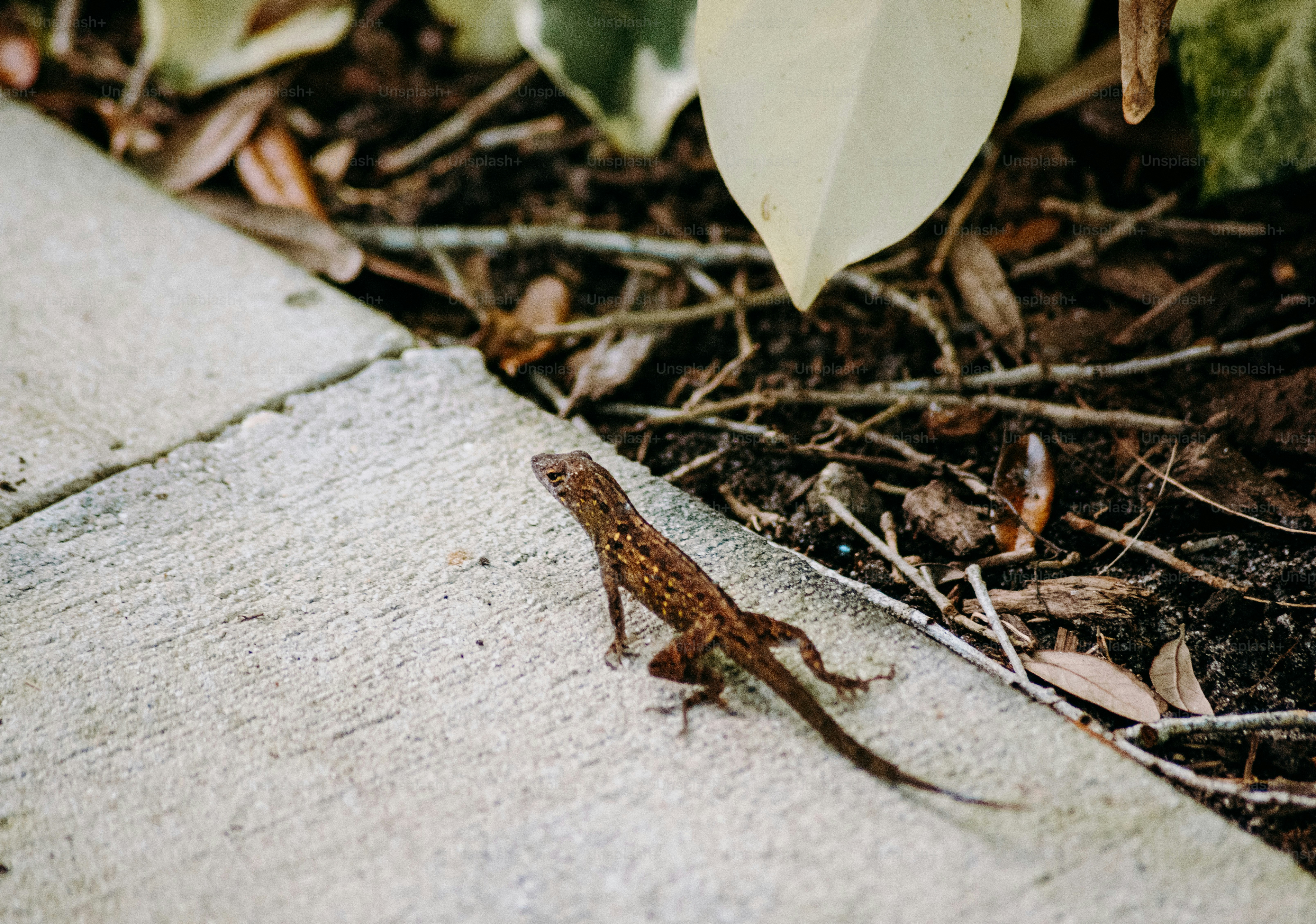 植物の隣の地面に座っている小さなトカゲ