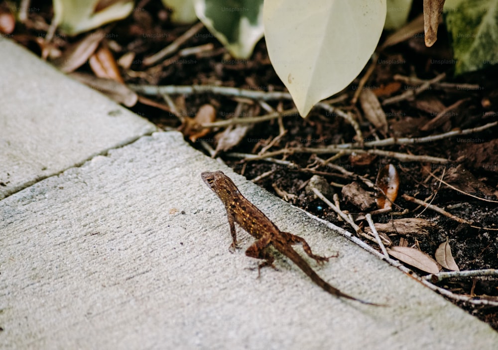 a small lizard sitting on the ground next to a plant