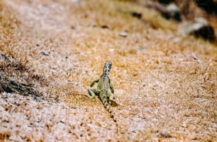 a small lizard walking across a dry grass field