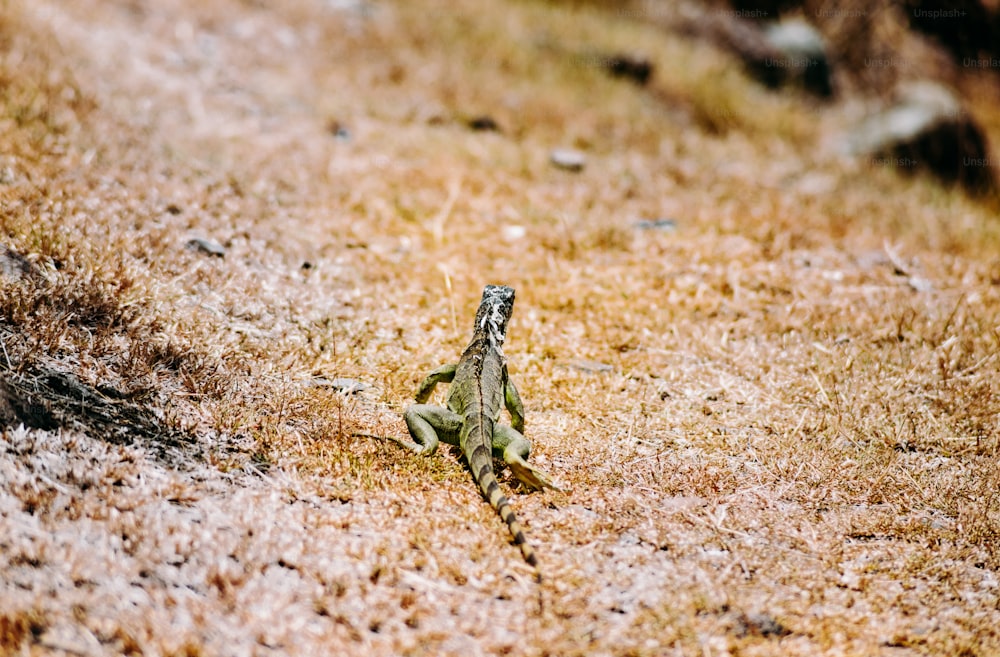 Un pequeño lagarto caminando por un campo de hierba seca